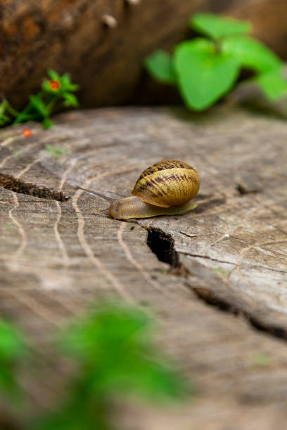 istock close-up of a snail with a shell crawling on a tree 1215136634