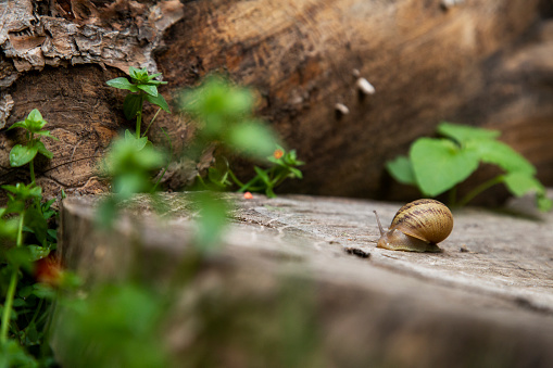 close-up of a snail with a shell crawling on a tree