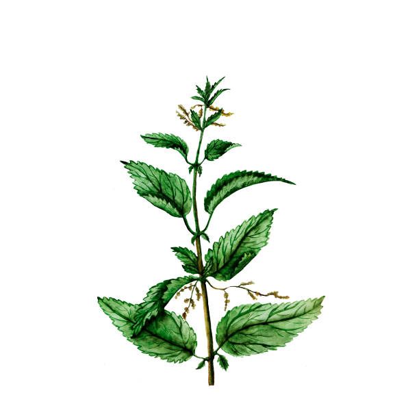 aquarell-illustration der brennnesselpflanze - nettle stock-grafiken, -clipart, -cartoons und -symbole
