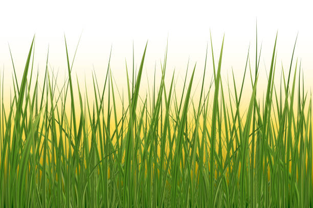web Realistic green grass. green herbs leaves plants lifes meadows vector elements ladybug frame border clip art stock illustrations