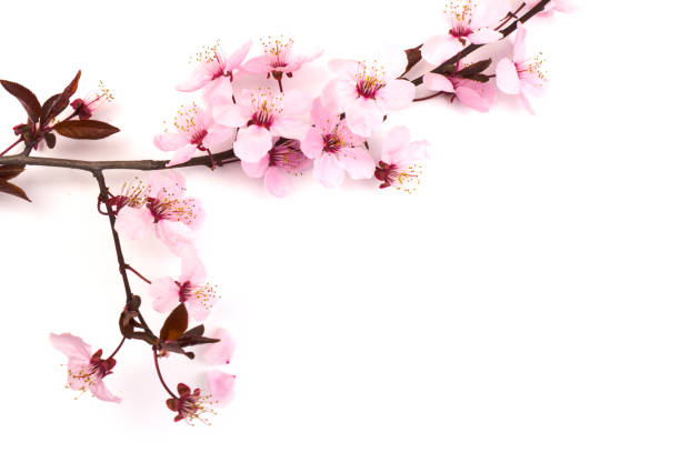 istock Cherry blossom , pink sakura flower isolated in white background 1215139773