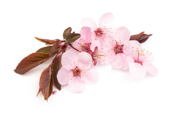 istock Cherry blossom , pink sakura flower isolated in white background 1215139808