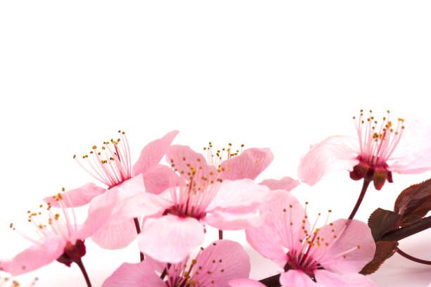 istock Cherry blossom , pink sakura flower isolated in white background 1215139851