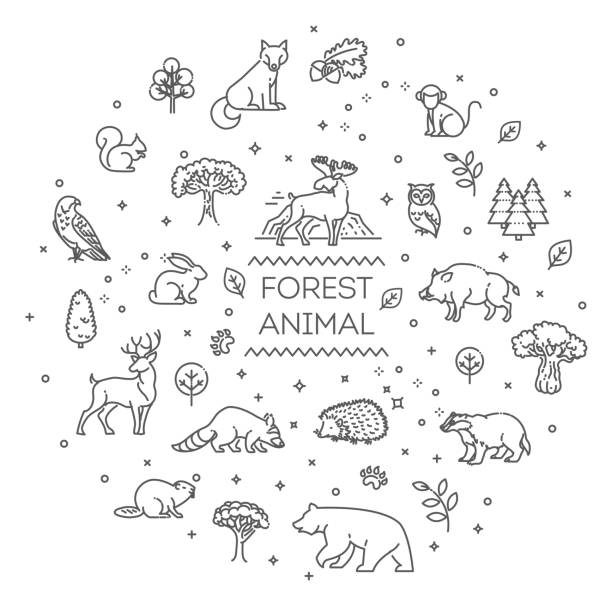 ilustraciones, imágenes clip art, dibujos animados e iconos de stock de vector. conjunto de animales forestales vectoriales lineales - fauna silvestre