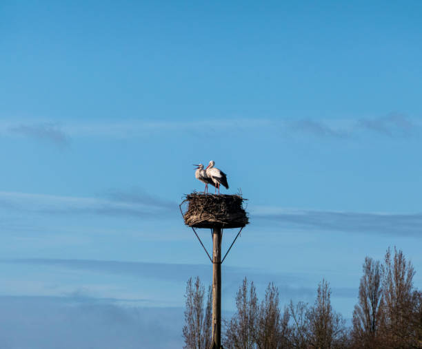 istock White stork couple in their nest 1215141714