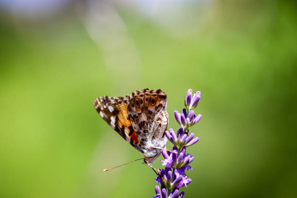 istock Painted lady, Cosmopolitan (Vanessa cardui) on Lavender (Lavandula) 1215142545