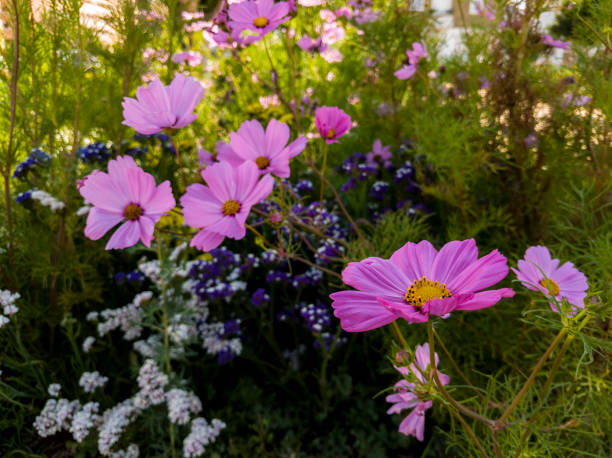 istock pink, mauve and blue flowers 1215142685