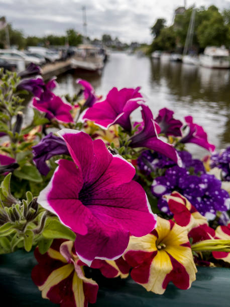 istock pink, mauve and blue flowers 1215143151