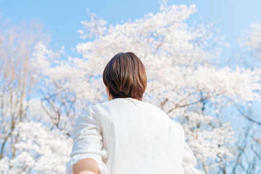 A rear view of a young woman while looking at a sakura tree.
