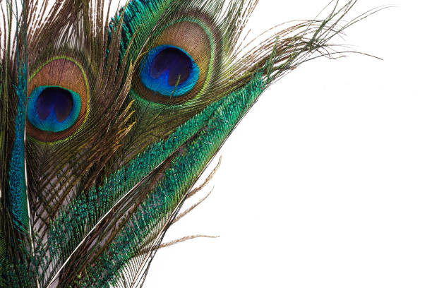 istock Peacock feather in royal style on white background. Tropical abstract background. Exotic bird. 1215144157