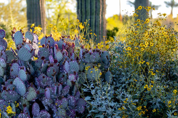 cactus nel deserto dell'arizona - brittlebush foto e immagini stock