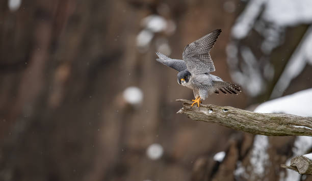 istock Peregrine Falcon 1215145085