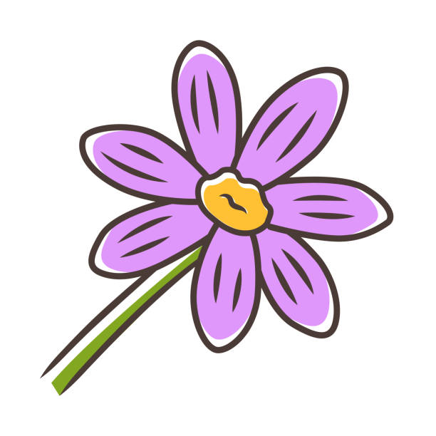 ilustraciones, imágenes clip art, dibujos animados e iconos de stock de icono de color púrpura coreopsis. flor de jardín rudbeckia. planta de calliopsis. margarita floreciente, flor silvestre de manzanilla. ilustración vectorial aislada - chamomile plant chamomile bouquet wildflower