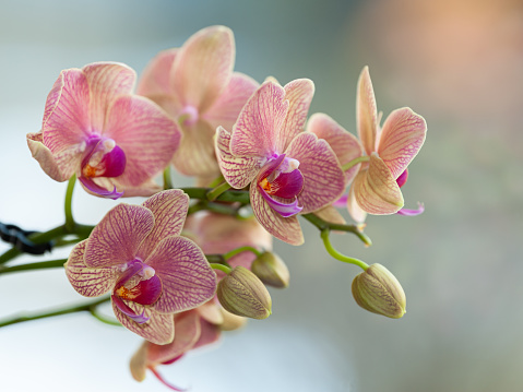 Closeup of the blossoms of a pink orchid