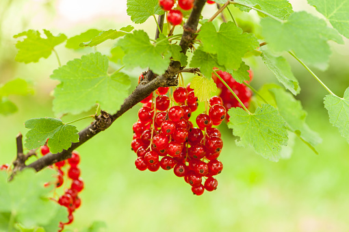 Closeup of ripe fruits of red currant hanging on a shrub