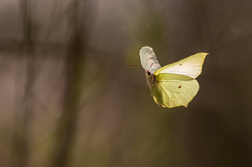 One common brimstone (Gonepteryx rhamni) flying in the air in spring in a forest