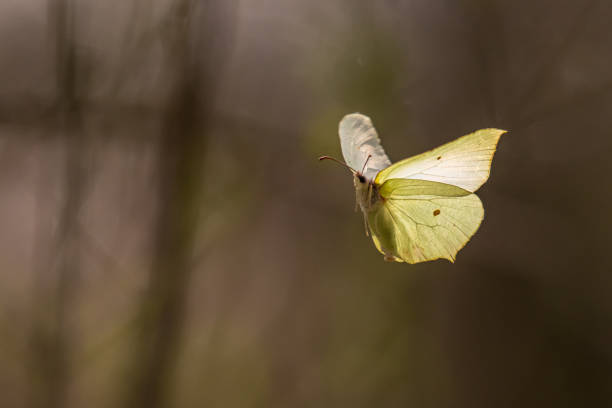 jeden wspólny siarka (gonepteryx rhamni) latający - gonepteryx zdjęcia i obrazy z banku zdjęć