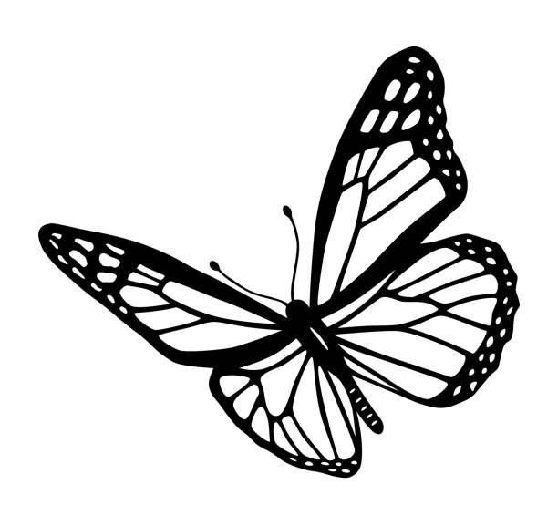 ilustrações, clipart, desenhos animados e ícones de borboleta preto e branco tatuagem tribal corte silhueta - fly line art insect drawing