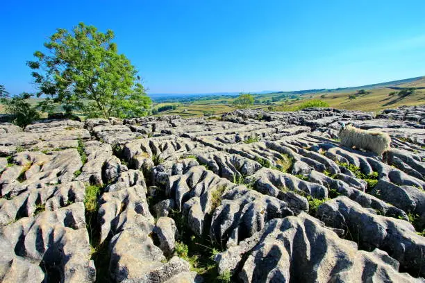 Photo of Sheep in idyllic English country site