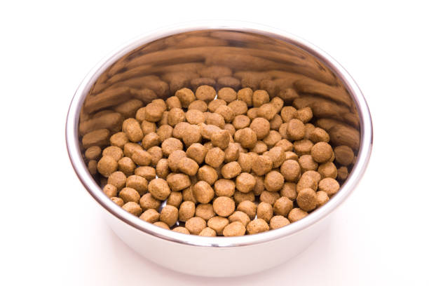 istock Dog food 1215147357
