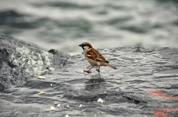 Little bird searches its meal.