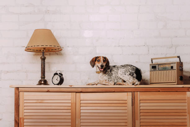 small mixed breed dog lying down on a night stand indoors
