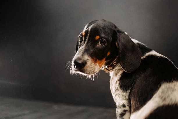 mixed breed puppy portrait indoors in natural light stock photo