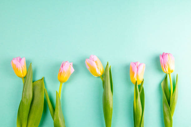 istock Fresh yellow-red tulips on a mint background. Holiday concept 1215148398