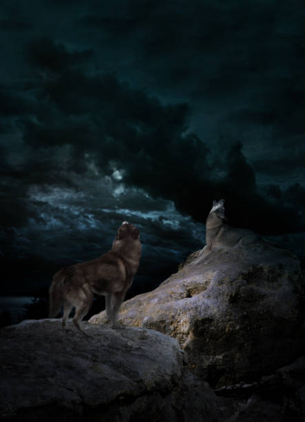 istock wolves howl at night on a rock 1215148486
