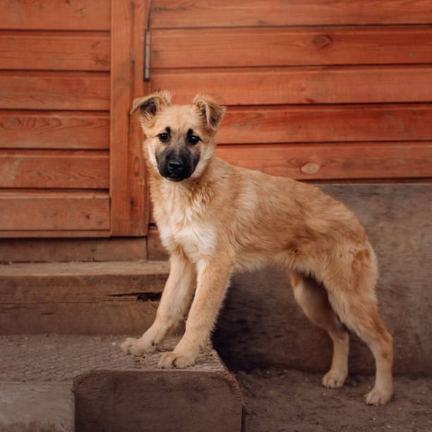 istock mixed breed puppy standing in a dog shelter 1215148561