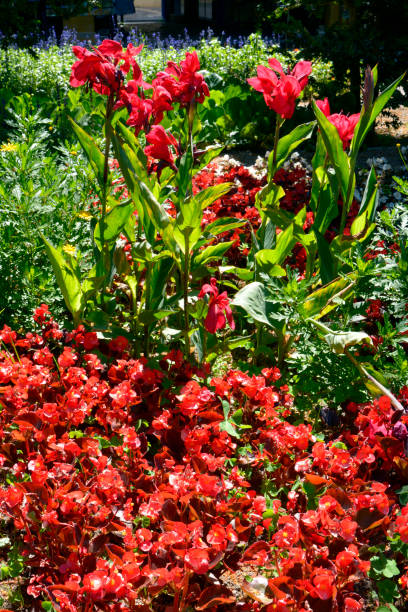 istock Red cannas and begonias flowers 1215148592