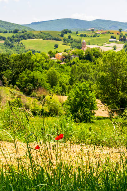 Province of Macerata, Italy beautiful landscape Late May poppy flowers against a beautiful blurred landscape in Marche Region, Province of Macerata, Italy macerata italy stock pictures, royalty-free photos & images