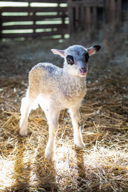 istock sheep and lambs in the barn, farm 1215149678