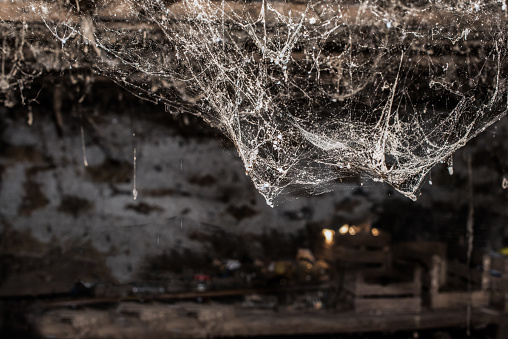 Horror cobweb spider web in old basement