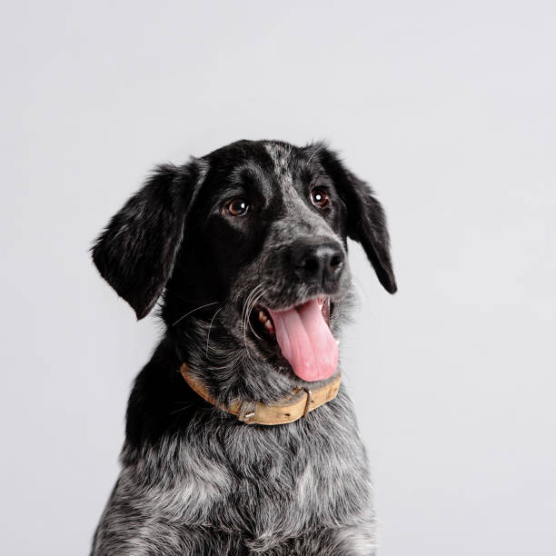 istock happy young mixed breed dog portrait in the studio 1215154501