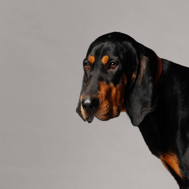 istock coonhound dog portrait on grey background 1215155124