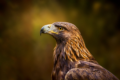 Griffon gray bird of prey portrait with uncinate beak and blue flags.