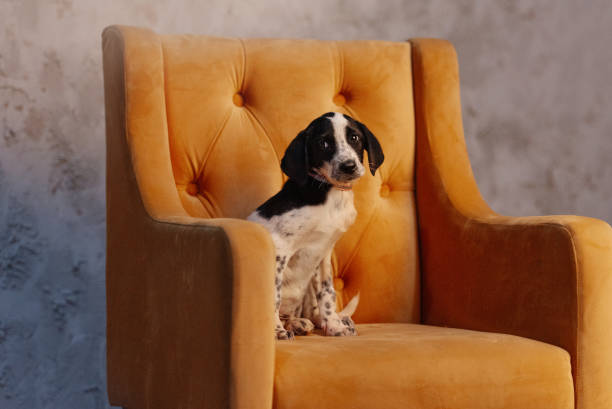 istock mixed breed puppy posing on a chair indoors 1215155824