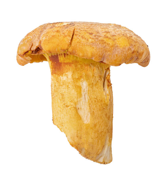 istock Chanterelle mushrooms isolated on white background 1215157061