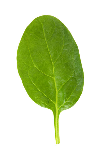 istock Green fresh spinach isolated on white background 1215157135