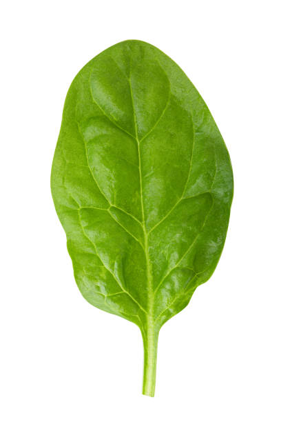 istock Green fresh spinach isolated on white background 1215157136