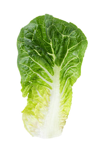 istock Green lettuce cabbage isolated on white background 1215157146