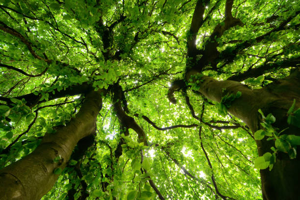 istock Canopy of two very characteristic trees 1215157246