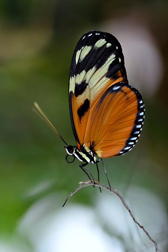 Tiger Longwing butterfly (Heliconius hecale) on stamen and seen from profile