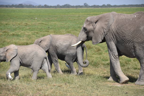 istock Adult Elephant Behind Two Young Elephants 1215159500