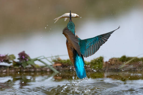 istock kingfisher fishing (Alcedo atthis) 1215161028
