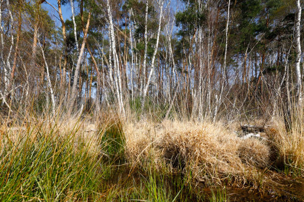 Pond in nature reserve Wahner Heide in spring