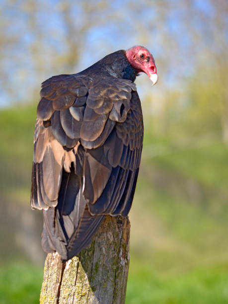 istock Turkey vulture perched on trunk 1215165060