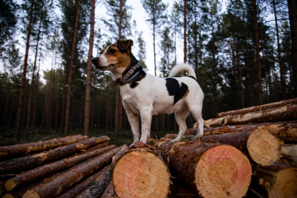 Jack Russell Terior Jack Russell terrier on pine logs pine log state forest stock pictures, royalty-free photos & images