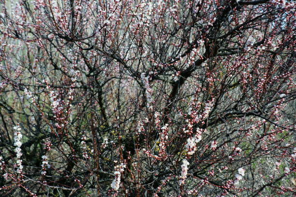 istock Photo of cherry blossoms in spring. Blooming fruit tree. 1215165723